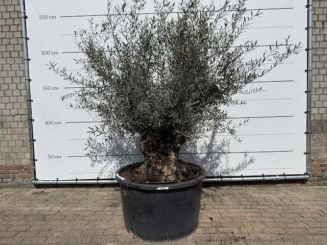 Olijfboom bonsai - olea europaea - ca. 80 jaar oud - hoogte ca. 240 cm - afbeelding 1 van  7