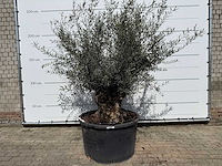 Olijfboom bonsai - olea europaea - ca. 80 jaar oud - hoogte ca. 240 cm
