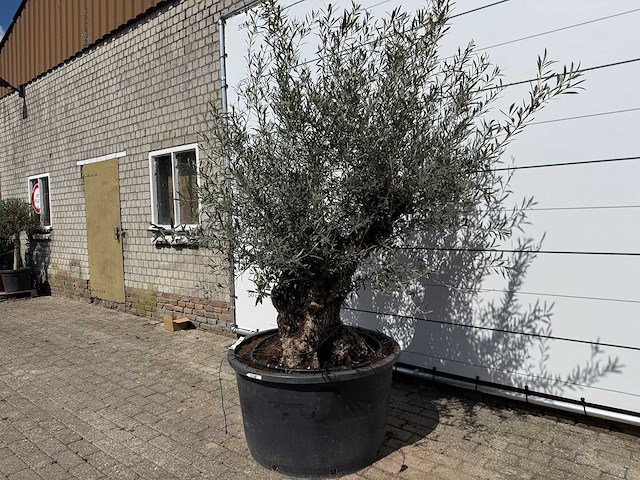 Olijfboom bonsai - olea europaea - ca. 80 jaar oud - hoogte ca. 240 cm - afbeelding 2 van  7