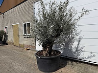 Olijfboom bonsai - olea europaea - ca. 80 jaar oud - hoogte ca. 240 cm - afbeelding 2 van  7