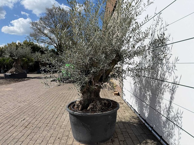 Olijfboom bonsai - olea europaea - ca. 80 jaar oud - hoogte ca. 240 cm - afbeelding 3 van  7