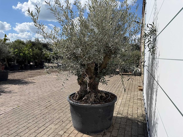 Olijfboom bonsai - olea europaea - ca. 80 jaar oud - hoogte ca. 240 cm - afbeelding 4 van  7