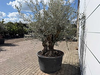 Olijfboom bonsai - olea europaea - ca. 80 jaar oud - hoogte ca. 240 cm - afbeelding 4 van  7