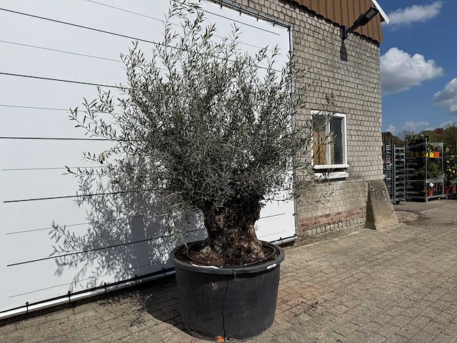 Olijfboom bonsai - olea europaea - ca. 80 jaar oud - hoogte ca. 240 cm - afbeelding 5 van  7