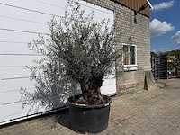 Olijfboom bonsai - olea europaea - ca. 80 jaar oud - hoogte ca. 240 cm - afbeelding 5 van  7