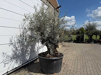 Olijfboom bonsai - olea europaea - ca. 80 jaar oud - hoogte ca. 240 cm - afbeelding 6 van  7