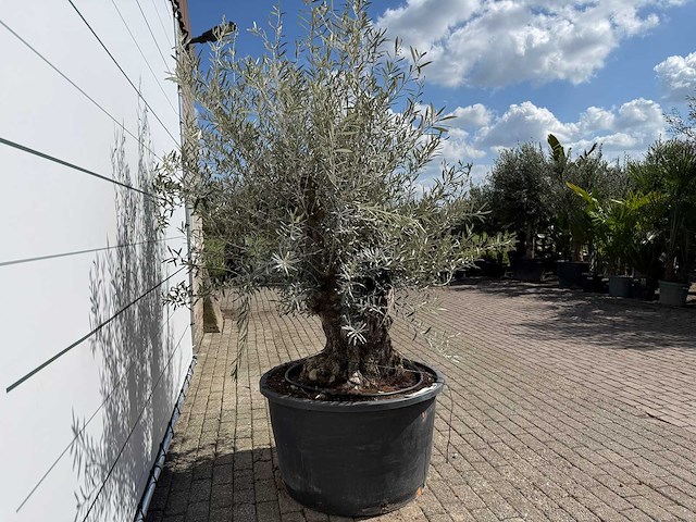 Olijfboom bonsai - olea europaea - ca. 80 jaar oud - hoogte ca. 240 cm - afbeelding 7 van  7