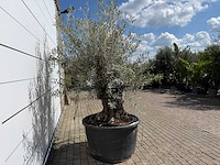 Olijfboom bonsai - olea europaea - ca. 80 jaar oud - hoogte ca. 240 cm - afbeelding 7 van  7