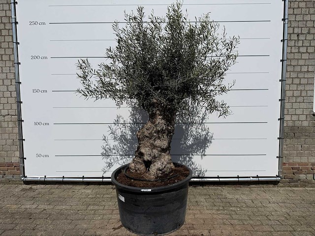 Olijfboom bonsai - olea europaea - ca. 80 jaar oud - hoogte ca. 240 cm - afbeelding 1 van  3
