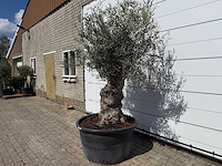 Olijfboom bonsai - olea europaea - ca. 80 jaar oud - hoogte ca. 240 cm - afbeelding 2 van  3