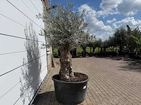 Olijfboom bonsai - olea europaea - ca. 80 jaar oud - hoogte ca. 240 cm - afbeelding 3 van  3