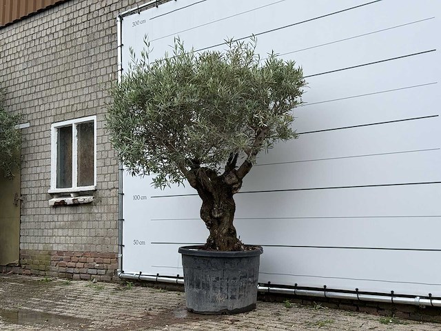Olijfboom bonsai - olea europaea - ca. 80 jaar oud - hoogte ca. 240 cm - afbeelding 1 van  1