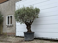 Olijfboom bonsai - olea europaea - ca. 80 jaar oud - hoogte ca. 240 cm - afbeelding 1 van  1