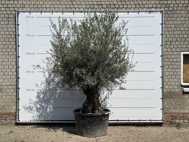 Olijfboom bonsai - olea europaea - ca. 80 jaar oud - hoogte ca. 240 cm - afbeelding 1 van  3