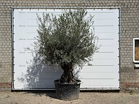 Olijfboom bonsai - olea europaea - ca. 80 jaar oud - hoogte ca. 240 cm - afbeelding 1 van  3