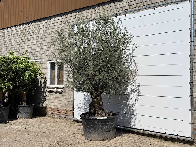 Olijfboom bonsai - olea europaea - ca. 80 jaar oud - hoogte ca. 240 cm - afbeelding 2 van  3