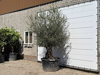 Olijfboom bonsai - olea europaea - ca. 80 jaar oud - hoogte ca. 240 cm - afbeelding 2 van  3