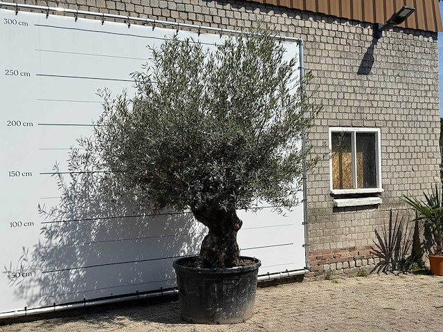 Olijfboom bonsai - olea europaea - ca. 80 jaar oud - hoogte ca. 240 cm - afbeelding 3 van  3