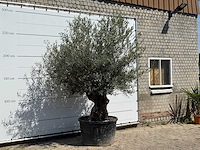 Olijfboom bonsai - olea europaea - ca. 80 jaar oud - hoogte ca. 240 cm - afbeelding 3 van  3