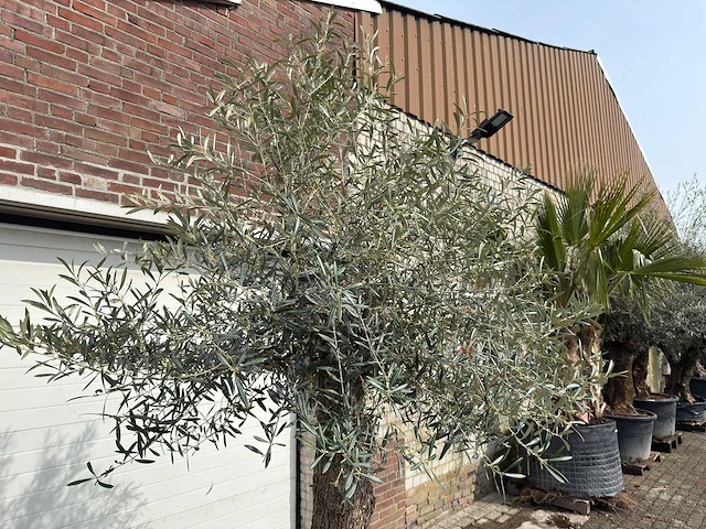 Olijfboom bonsai - olea europaea - ca. 80 jaar oud - hoogte ca. 250 cm - afbeelding 10 van  12