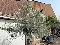 Olijfboom bonsai - olea europaea - ca. 80 jaar oud - hoogte ca. 250 cm - afbeelding 10 van  12
