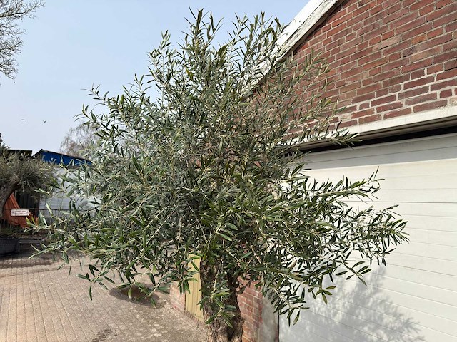 Olijfboom bonsai - olea europaea - ca. 80 jaar oud - hoogte ca. 250 cm - afbeelding 11 van  12