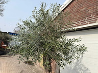 Olijfboom bonsai - olea europaea - ca. 80 jaar oud - hoogte ca. 250 cm - afbeelding 11 van  12