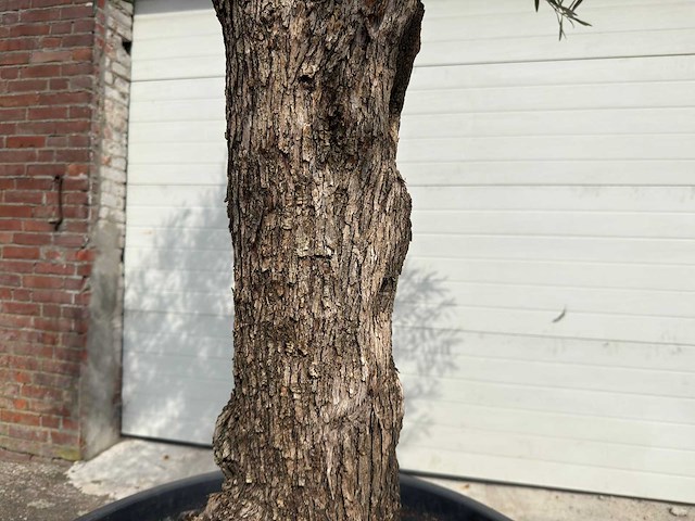 Olijfboom bonsai - olea europaea - ca. 80 jaar oud - hoogte ca. 250 cm - afbeelding 12 van  12