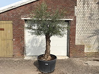 Olijfboom bonsai - olea europaea - ca. 80 jaar oud - hoogte ca. 250 cm - afbeelding 1 van  12