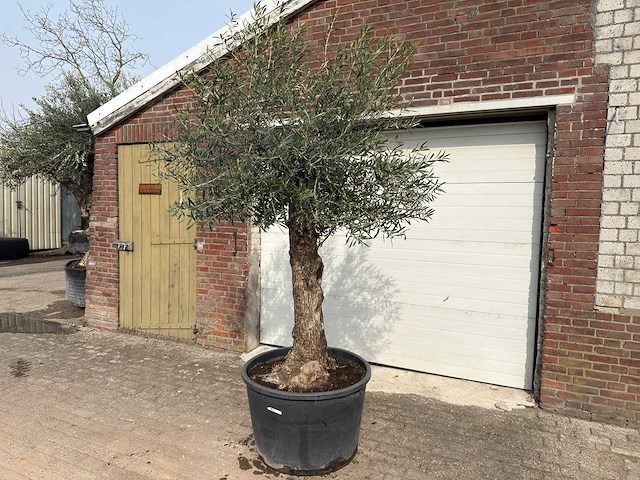 Olijfboom bonsai - olea europaea - ca. 80 jaar oud - hoogte ca. 250 cm - afbeelding 2 van  12