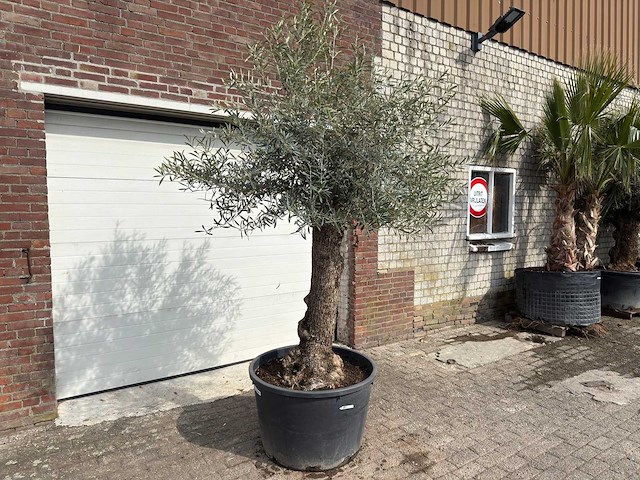 Olijfboom bonsai - olea europaea - ca. 80 jaar oud - hoogte ca. 250 cm - afbeelding 3 van  12