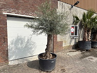 Olijfboom bonsai - olea europaea - ca. 80 jaar oud - hoogte ca. 250 cm - afbeelding 3 van  12