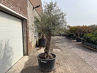 Olijfboom bonsai - olea europaea - ca. 80 jaar oud - hoogte ca. 250 cm - afbeelding 4 van  12