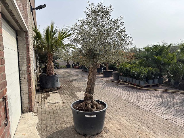 Olijfboom bonsai - olea europaea - ca. 80 jaar oud - hoogte ca. 250 cm - afbeelding 5 van  12