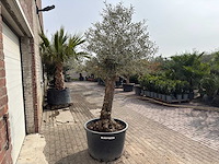 Olijfboom bonsai - olea europaea - ca. 80 jaar oud - hoogte ca. 250 cm - afbeelding 5 van  12