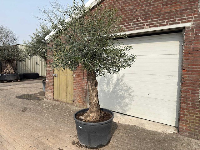 Olijfboom bonsai - olea europaea - ca. 80 jaar oud - hoogte ca. 250 cm - afbeelding 6 van  12