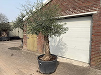 Olijfboom bonsai - olea europaea - ca. 80 jaar oud - hoogte ca. 250 cm - afbeelding 6 van  12