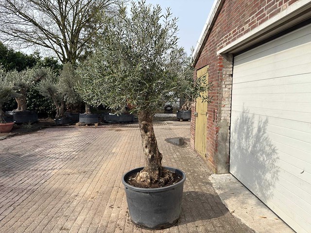 Olijfboom bonsai - olea europaea - ca. 80 jaar oud - hoogte ca. 250 cm - afbeelding 7 van  12
