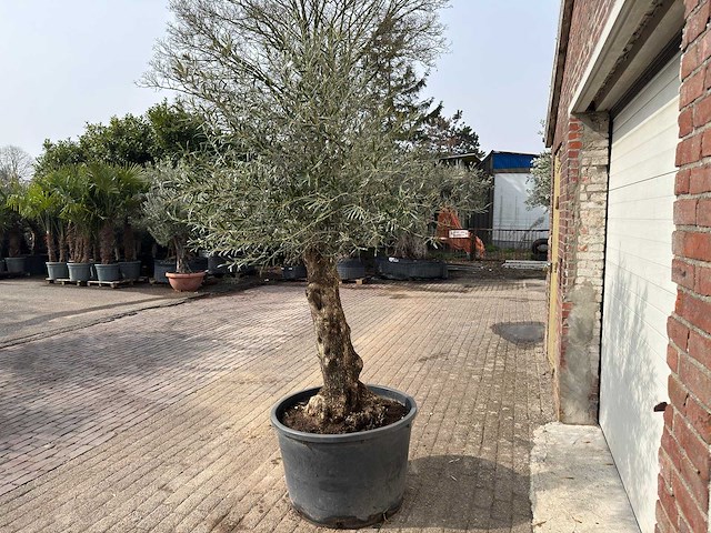 Olijfboom bonsai - olea europaea - ca. 80 jaar oud - hoogte ca. 250 cm - afbeelding 8 van  12