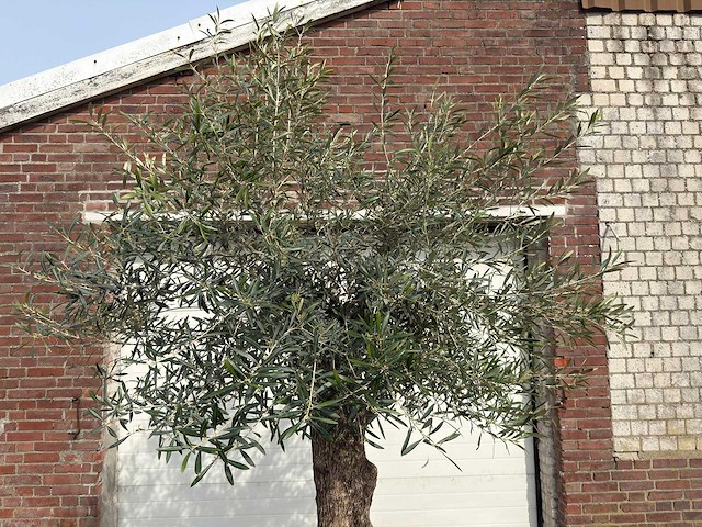 Olijfboom bonsai - olea europaea - ca. 80 jaar oud - hoogte ca. 250 cm - afbeelding 9 van  12