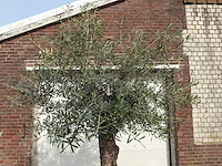 Olijfboom bonsai - olea europaea - ca. 80 jaar oud - hoogte ca. 250 cm - afbeelding 9 van  12
