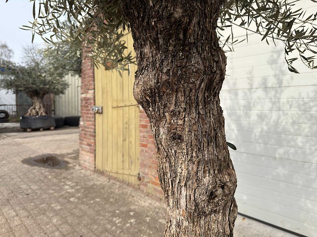 Olijfboom bonsai - olea europaea - ca. 80 jaar oud - hoogte ca. 250 cm - afbeelding 8 van  8