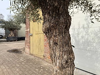 Olijfboom bonsai - olea europaea - ca. 80 jaar oud - hoogte ca. 250 cm - afbeelding 8 van  8