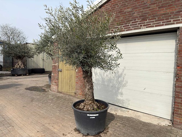 Olijfboom bonsai - olea europaea - ca. 80 jaar oud - hoogte ca. 250 cm - afbeelding 1 van  8