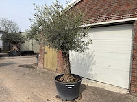 Olijfboom bonsai - olea europaea - ca. 80 jaar oud - hoogte ca. 250 cm - afbeelding 1 van  8