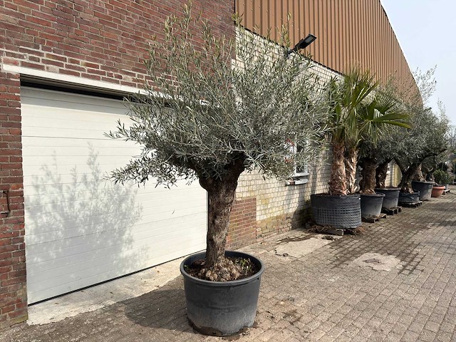 Olijfboom bonsai - olea europaea - ca. 80 jaar oud - hoogte ca. 250 cm - afbeelding 2 van  8