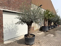 Olijfboom bonsai - olea europaea - ca. 80 jaar oud - hoogte ca. 250 cm - afbeelding 2 van  8