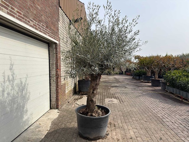 Olijfboom bonsai - olea europaea - ca. 80 jaar oud - hoogte ca. 250 cm - afbeelding 3 van  8