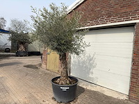 Olijfboom bonsai - olea europaea - ca. 80 jaar oud - hoogte ca. 250 cm - afbeelding 4 van  8