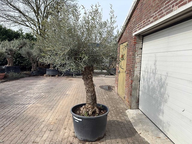 Olijfboom bonsai - olea europaea - ca. 80 jaar oud - hoogte ca. 250 cm - afbeelding 5 van  8
